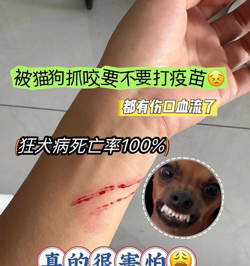 狂犬病猫的寿命（从预防到治疗，关注狂犬病对猫寿命的影响）