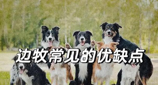 探寻边牧作为宠物的真正原因（揭秘养狗人士对边牧的观点和顾虑）