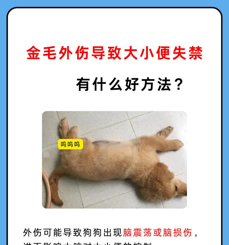 了解狗狗脑震荡的症状及处理方法（保护你的宠物，及时发现脑震荡的征兆）