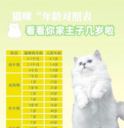 小猫长前牙的过程（从无牙到锋利——小猫前牙的成长之路）
