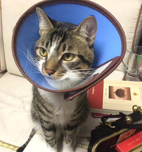 猫咪打针后的恢复期及注意事项（宠物猫打针后的康复时间和护理要点）