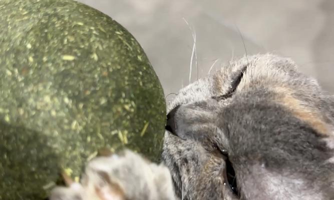 猫薄荷的神奇魅力（揭秘猫薄荷的妙用，让高冷猫神魂颠倒）