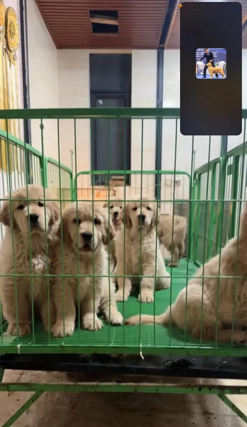 国内正规犬舍大揭秘（挑选宠物犬的必备指南）