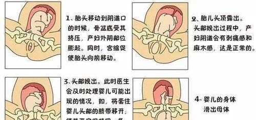 金毛生完胎盘后如何处理（金毛生完胎盘多久会出来？如何正确处理？）