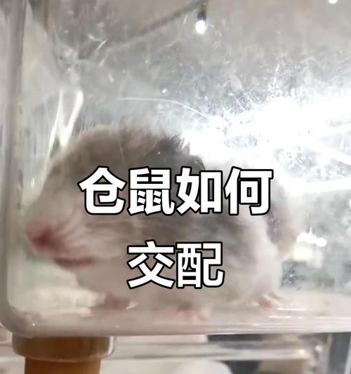 仓鼠繁殖的方法与技巧（仓鼠配种的步骤、时间和注意事项）