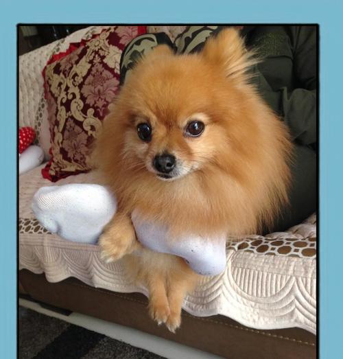 博美犬的价格和注意事项（了解博美犬的价格和养护要点，给你的宠物一个幸福的家）