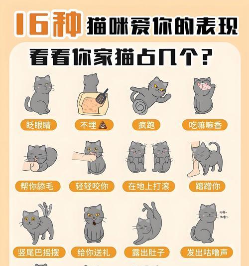 市场价对比（你是否买贵了？以猫咪的种类为例，一起来对照市场价！）