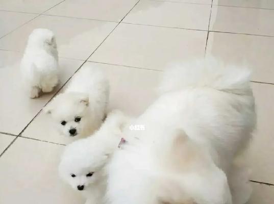 博美母犬的寿命与关键影响因素（探究博美母犬寿命的关键因素及如何延长其寿命）
