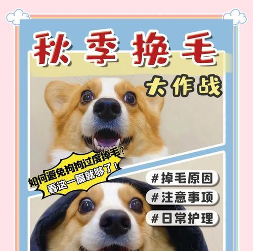 狗狗换毛的时间表（揭秘狗狗毛发更新周期及影响因素）