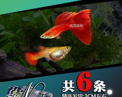 深水环境下可以饲养的观赏鱼有哪些？（探索孔雀鱼和金鱼在深水环境中的适应能力与特点）