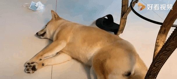 狗子7个月长大四倍，柴犬在摩托车上夹缝生存的壮举（奇迹般的成长和生存，背后是坚韧和勇气的证明）