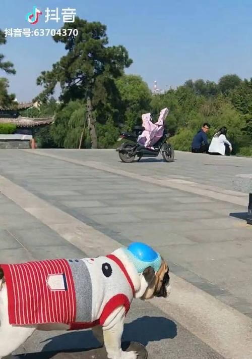英国斗牛犬（探究养犬人数减少的六大原因）