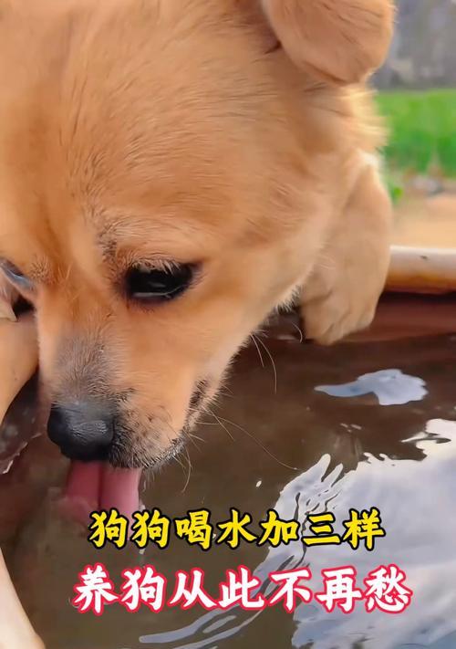 狗狗上厕所次数的关系与喝水量（揭秘狗狗的排泄规律和饮水习惯）