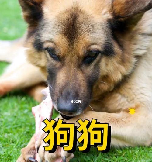 狗狗的饮食需求（探讨狗狗的饮食健康与安全问题）