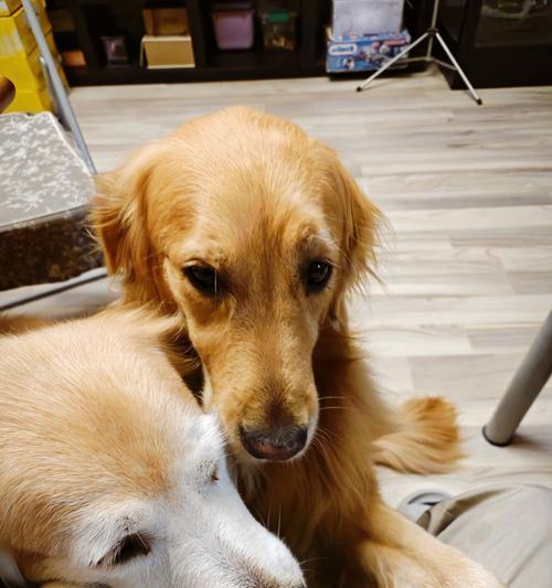 金毛犬最爱的几样东西（金毛犬的心头好和必备物品）