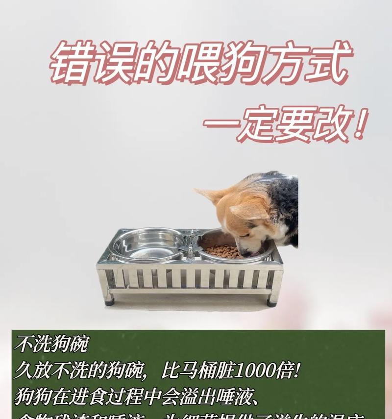 科学喂养，让狗狗健康成长（合理喂食，关注细节）
