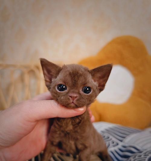 德文卷毛猫（探寻德文卷毛猫的独特魅力与品质）