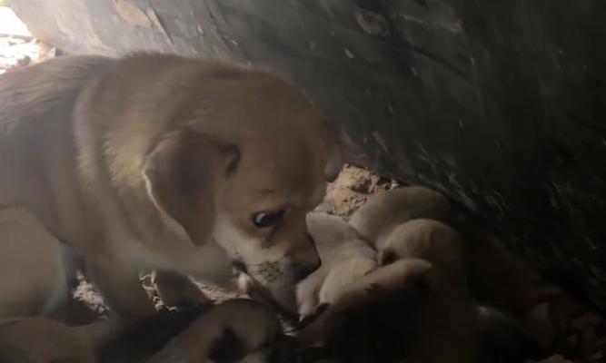 狗出生多久喂奶？（了解狗狗的哺乳时期，让它们健康成长。）