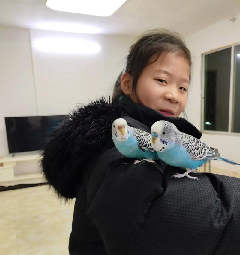 如何养护小鹦鹉——营养、栖息、娱乐三全攻略（全面指南助你成为小鹦鹉的贴心主人）