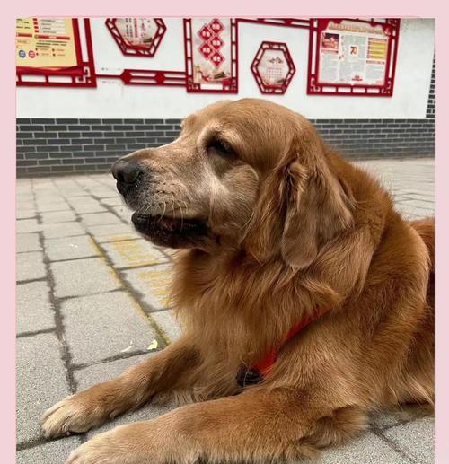 泰迪肾衰竭的症状及相关信息（了解泰迪肾衰竭的症状与治疗方法，保护我们的宠物朋友）