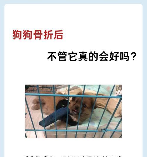狗狗骨折后恢复需要多长时间？（探讨狗狗骨折康复的时间和关键因素）
