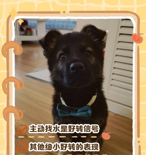 狗狗细小（保护你的宠物，从细小入手）
