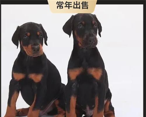 卡斯罗犬出生多久需要驱虫？（详细了解卡斯罗犬驱虫时间和方法）