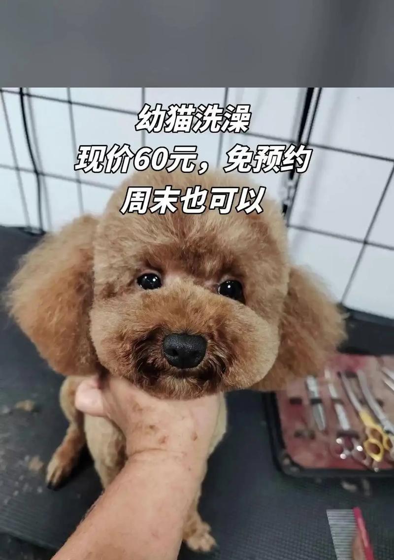 泰迪犬的洗澡时机及注意事项（探寻泰迪犬出生后何时能洗澡，）