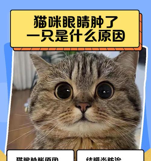 猫咪眼睛周围红肿的原因及处理方法（探究猫咪眼睛周围红肿的常见原因和有效处理方法）