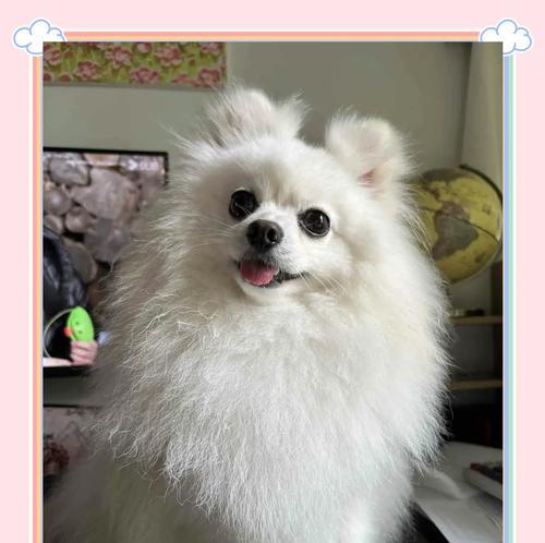 影响博美犬价格的四大因素（了解这四个关键要素，决定你的宝贝博美犬价值）