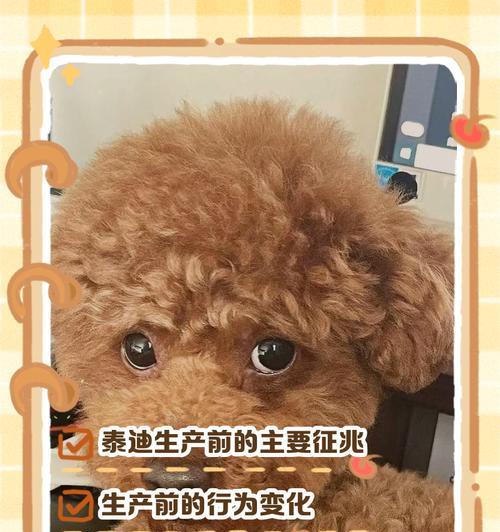 母泰迪狗生理期长短及注意事项（了解母泰迪狗的生理期，保证它们的健康和幸福）
