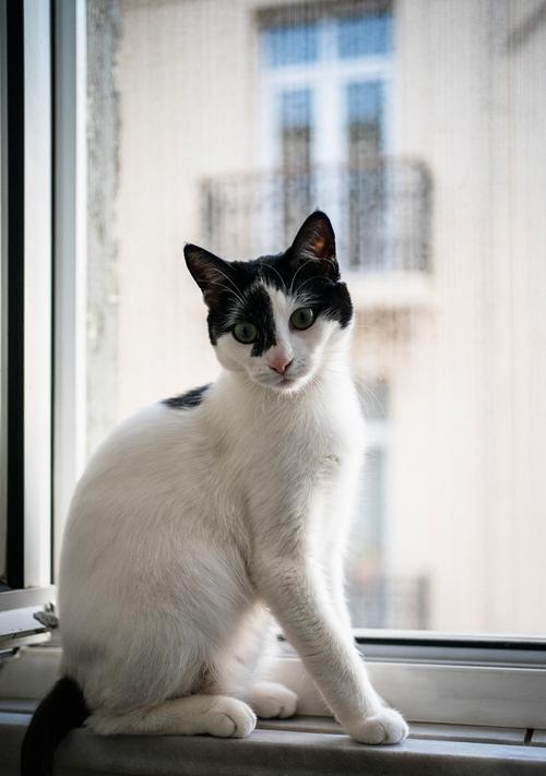 中国5大“土猫”的奇特魅力（探索中国猫种，解读土猫的神秘）