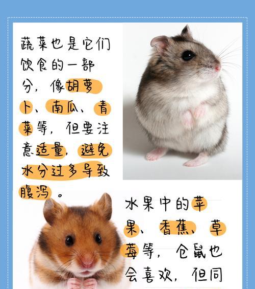 仓鼠的饮食习惯与植物选择（探究仓鼠喜欢吃的植物种类及营养需求）