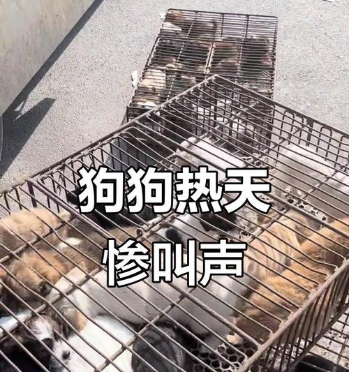 狗狗脱水到底能坚持多久？（揭秘狗狗脱水的危害及应对措施）