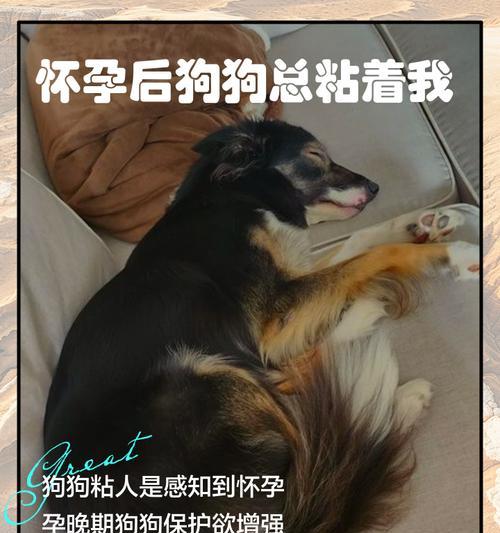 狗狗怀孕多久找地方（宠物狗的孕期需注意的时间节点）
