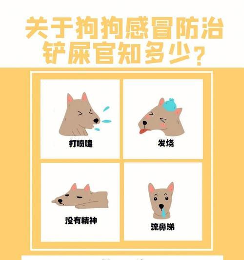 狗狗感冒疫苗注射频率解析（宠物犬感冒疫苗接种方案及注意事项）