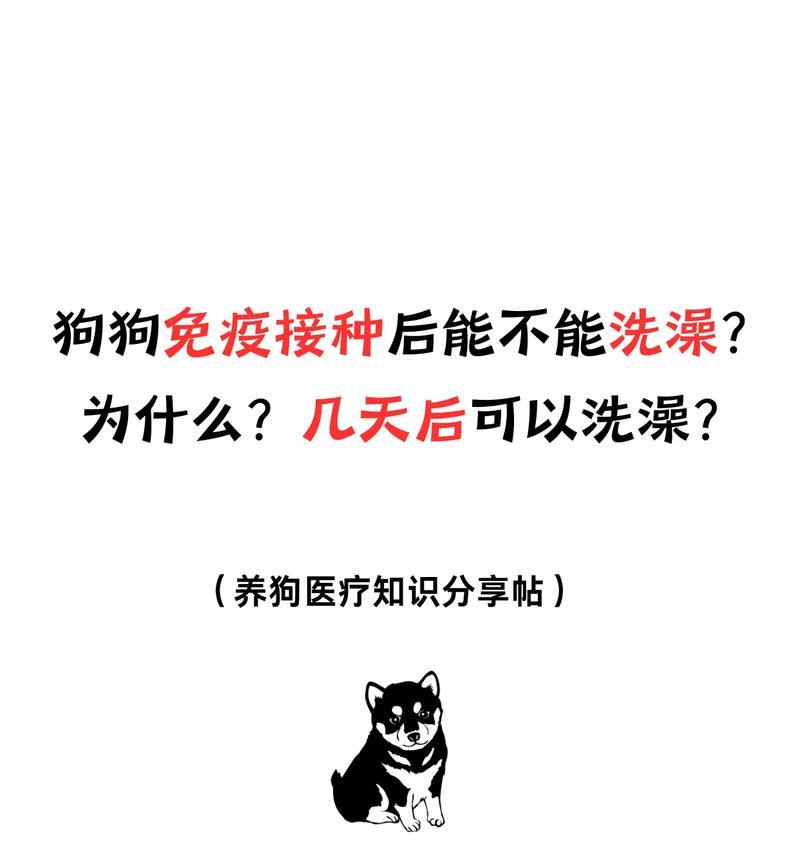 狗散步后多久可以洗澡？（养狗人士必读！正确的洗澡时间和方法）