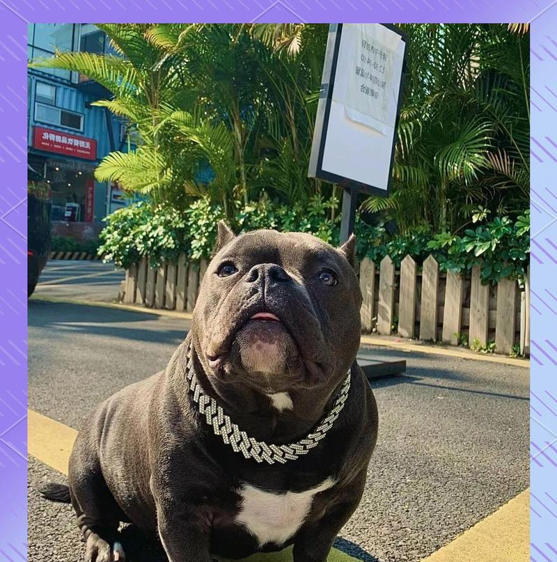 美国恶霸犬（探索美国恶霸犬的可怕之处与养育禁忌）