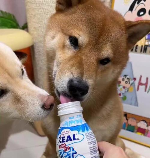 哪些狗不能消化乳糖？（狗狗是否可以喝牛奶？乳糖不耐症的狗狗有哪些？）