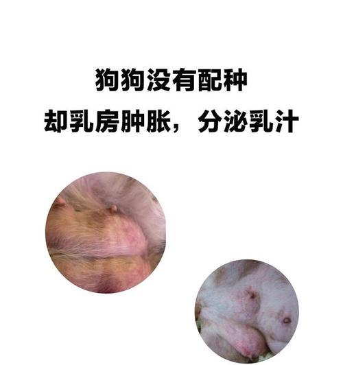 狗怀孕后奶水何时产生？（探索狗狗妊娠期奶水分泌的时间和过程）