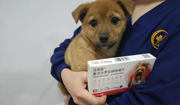 狗狗吃虫药需要多久？（了解狗狗吃虫药的时间安排及注意事项）