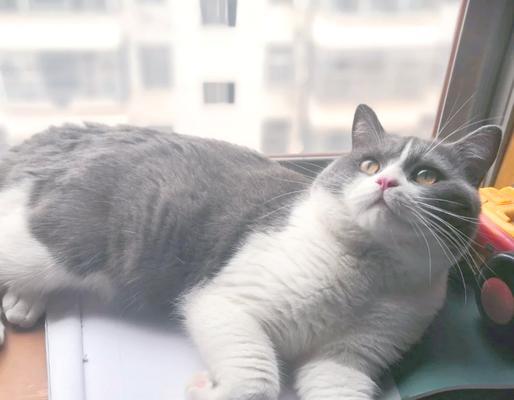新手养猫必读指南（选择适合新手的猫咪品种，让你的养猫之旅更轻松愉快）