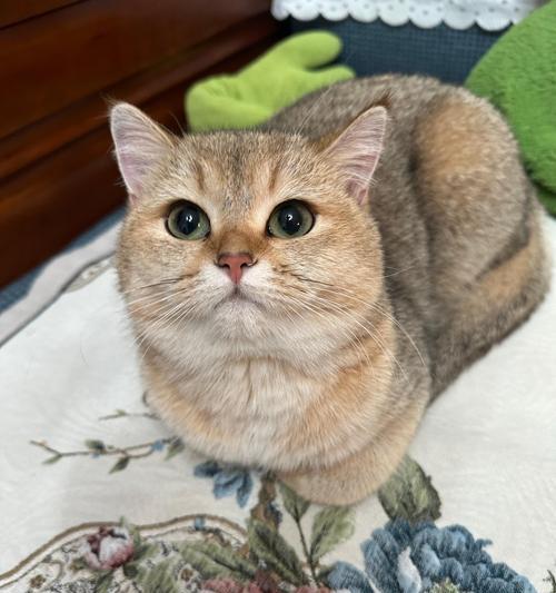 小猫洗澡（了解你的小猫需要洗澡的频率和注意事项）