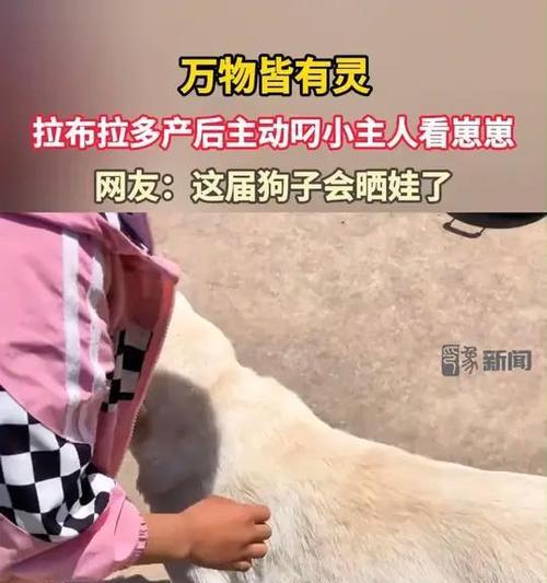 狗狗生育周期的研究（探寻狗狗生育的最佳时间和频率）