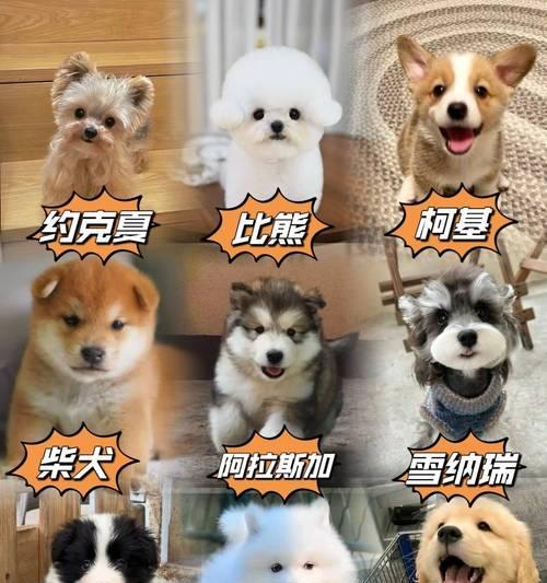 比熊犬幼崽价格分析（比熊犬幼崽的市场行情与价格走势）
