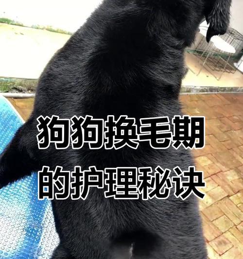 狗狗换毛频率及注意事项（探究狗狗换毛周期，帮助主人科学护理）