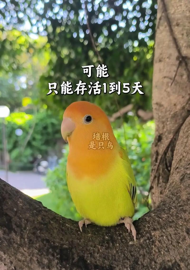 红嘴鹦鹉（破解红嘴鹦鹉养家时间之谜，探寻养家鸟的秘密）