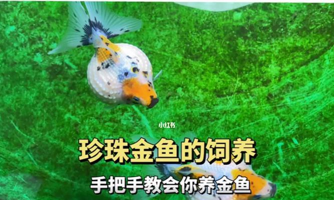 金鱼苗的颜色变化之谜（探索金鱼苗颜色变化的时间和原因）