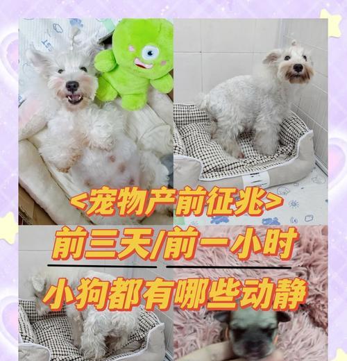 比熊怀孕到生的过程需要多长时间？（了解比熊繁殖周期及分娩所需时间）