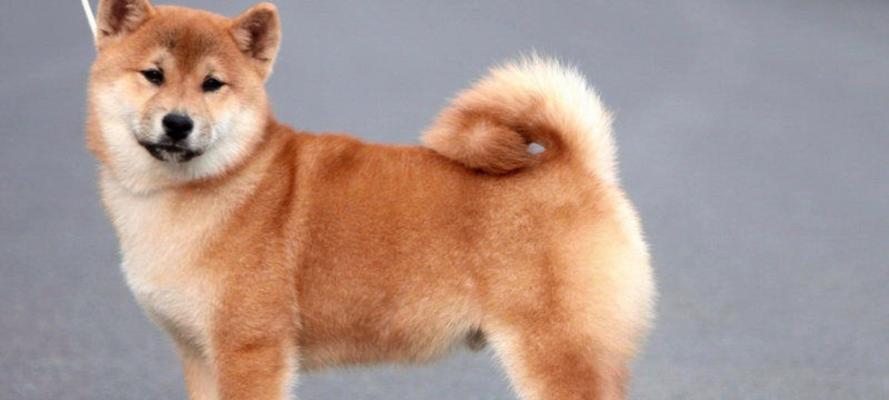 揭秘纯血统柴犬的价格谜团（了解以纯血统柴犬多少钱一只及其市场现状）